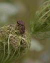 Makrofotografie_im_Botanischen_Garten